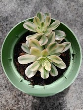 Aeonium castello paivae gebraucht kaufen  Hamburg