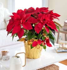 Christmas plant red for sale  NORTHWICH