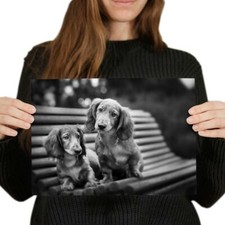 Dachshund puppies sausage for sale  SELBY