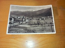 volpino incrocio usato volpino incrocio usato  Italia