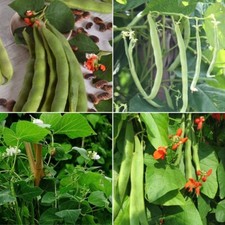 Runner bean seeds for sale  SALISBURY