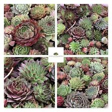 20x sempervivum wurzelnackte gebraucht kaufen  Wachtendonk