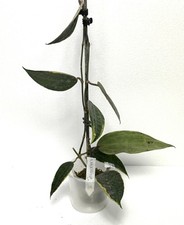 Hoya macrophylla variegata usato Hoya macrophylla variegata usato  Massa di Somma