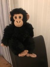 Super looking chimpanzee for sale  HULL