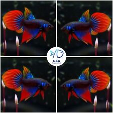 Male live betta for sale  Houston