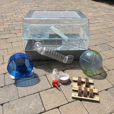 Dwarf hamster small for sale  HALSTEAD