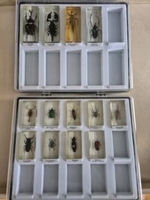 Minibiester insekten acryl gebraucht kaufen  Wiesbaden