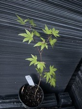 Japanese maple for sale  Martin