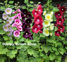 Hollyhock single mix for sale  DONCASTER