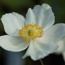 Herbstanemone anemone japonica gebraucht kaufen  Hannover