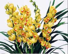 One cymbidium sp. for sale  Chicago