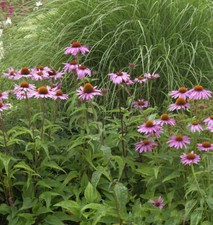 Sonnenhut magnus echinacea gebraucht kaufen  Bad Zwischenahn