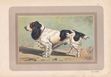 1931 field spaniel for sale  BIDEFORD