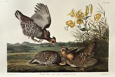 Audubon pinnated grous for sale  Jacksonville