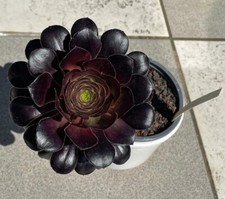 Aeonium arboreum atropurpureum gebraucht kaufen  Deutschland
