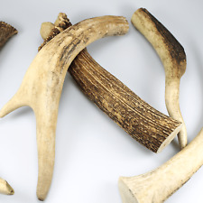 Stück rothirschgeweihe krone gebraucht kaufen  Langenberg