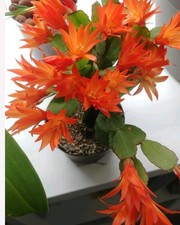Orange easter cactus for sale  BARKING