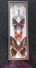 Cadre papillons taxidermie d'occasion  Bordeaux-