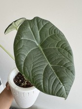 Alocasia maharani healthy for sale  UK