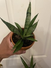 Rare sansevieria parva for sale  Atlanta
