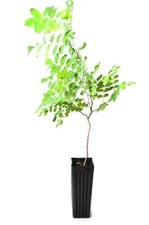 Treesagain potted black for sale  La Junta