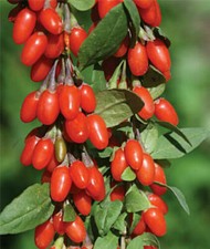 Rooted goji berry for sale  Abilene