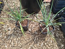 Yucca rigida pot for sale Yucca rigida pot for sale  HOLT