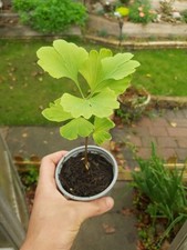 Ginkgo biloba seedling for sale  WIGAN