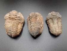 Fossil trilobites combined for sale  BOGNOR REGIS