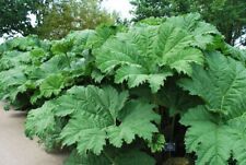 Gunnera manicata giant for sale  Walterboro