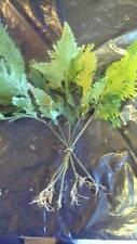 Umbrella fern plant for sale  ROTHERHAM