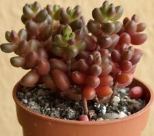 Sedum stahlii succulente d'occasion  Nyons