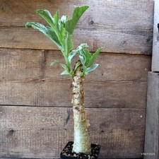 D5337 cyphostemma juttae for sale  Shipping to United Kingdom