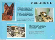 Animals dogs breed d'occasion  Expédié en Belgium