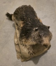 Murmeltier präparat ausgestop gebraucht kaufen  Bad Heilbrunn