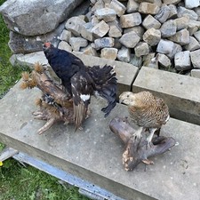 Alte birkhahn birkhenne gebraucht kaufen  Deutschland