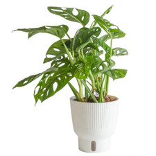 Trending tropical little for sale  Denver