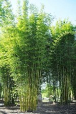 Bambusa oldamii bamboo for sale  Ravensdale
