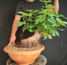 Pre bonsai fico usato  San Pancrazio Salentino