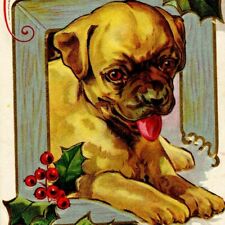 chug puppy for sale chug puppy for sale Cincinnati