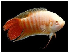 One albino paradise for sale  Discovery Bay
