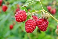 Graines framboise sauvage d'occasion  Clermont-Ferrand-