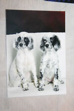 Hundepostkarte hunde poster gebraucht kaufen  Glan-Münchweiler-Umland