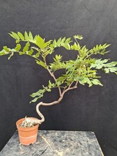 Bonsai glicine usato  Montevarchi