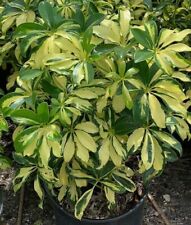 Trinette variegated schefflera for sale  Homestead