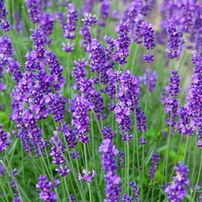 Live munstead lavender for sale  USA