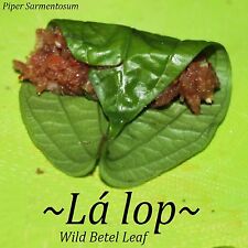 Lalot piper sarmentosum for sale  Haleiwa