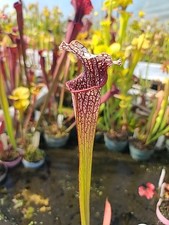 Sarracenia hybrid oreophila for sale  Eugene