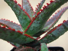 Aloe dracula blood for sale  Valley Center