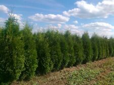 thuja brabant  2m (180-210 cm) tuja ""occidentalis brabat" na sprzedaż  PL